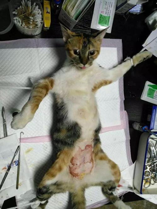猫做绝育视频
